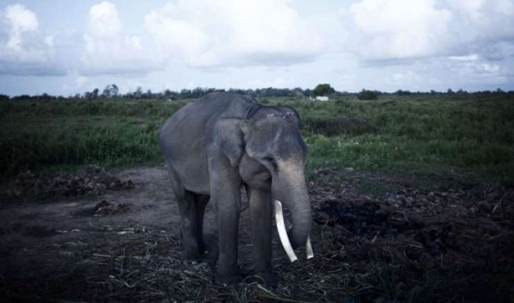 Podivjani slon nabodel in do smrti poteptal turista