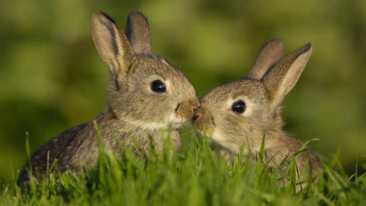 Poljska vlada želi dvigniti nataliteto in Poljakom za zgled daje zajce