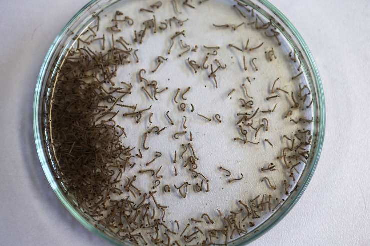 V Nemčiji prvi prenos virusa zika s spolnim odnosom