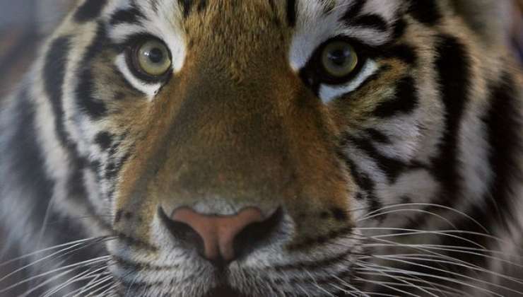 Nizozemska policija v dramatičnem lovu na pobegla tigra