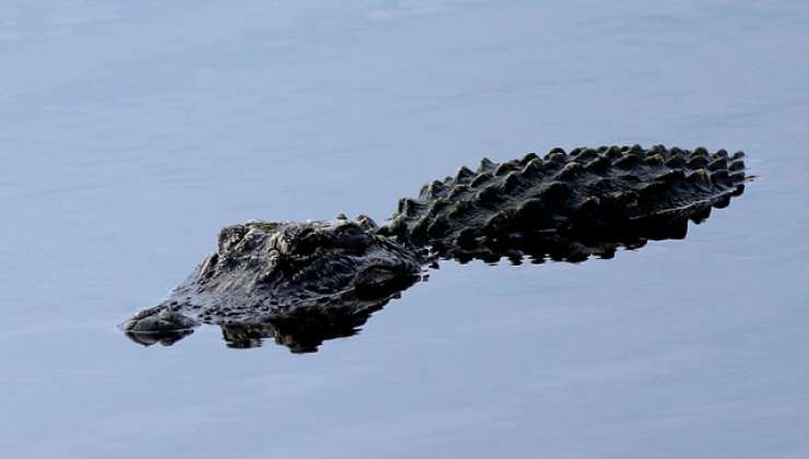 Pred očmi zgroženih staršev je aligator dečka odvlekel v jezero