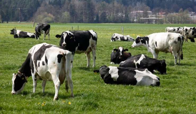 Slovensko mleko, "belo zlato prihodnosti", tudi za kitajske kupce