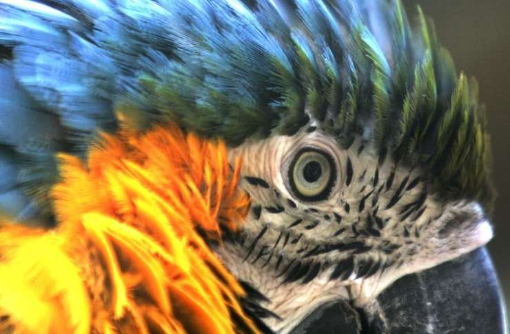 V ruskem živalskem vrtu zaradi ptičje gripe pobili vse ptice