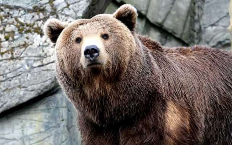 Medved na dolenjski avtocesti povzročil trčenje več vozil