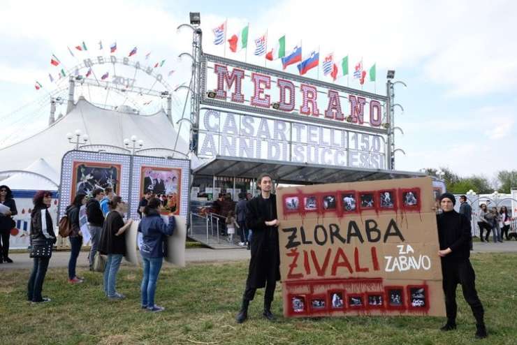 V Kranju odrekli gostoljubje cirkusu, ki ga obtožujejo mučenja živali