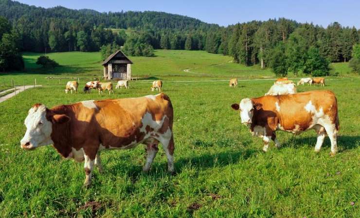 Milijoni Američanov menijo, da čokoladno mleko prihaja iz rjavih krav