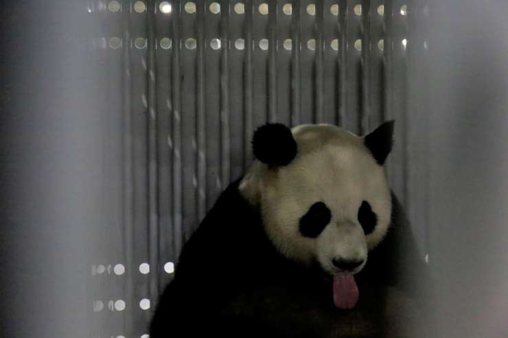 Panda diplomacija: dve pandi sta nova ambasadorja Kitajske v Nemčiji
