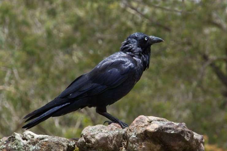Napadalna vrana v Vancouvru prekinila dostavo pošte