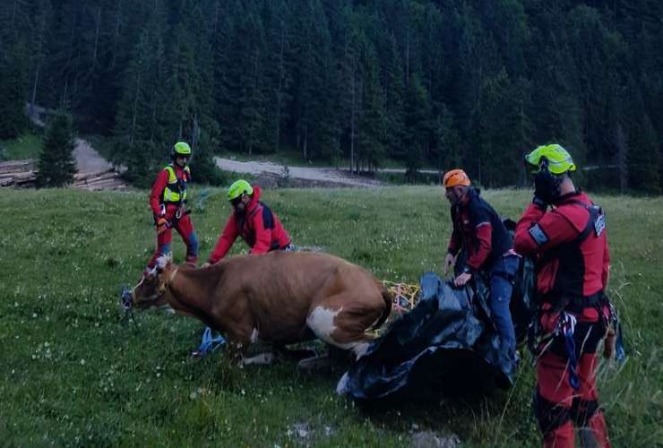 Na Planini Krstenica je helikopter iz grape reševal kravo