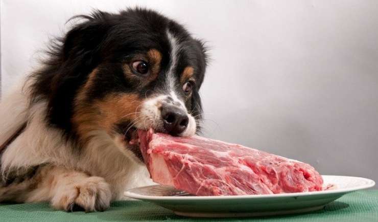 Surovo meso za hišne ljubljenčke je polno nevarnih bakterij - zbolijo lahko tudi lastniki