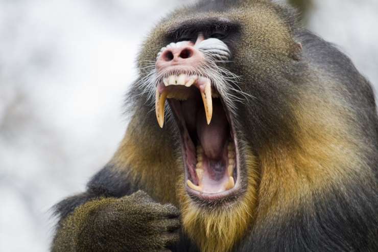 Panika v pariškem živalskem vrtu: iz ograd pobegnilo kar 50 pavijanov
