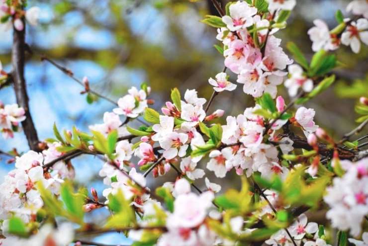 Kislega aprilskega vremena je za zdaj konec