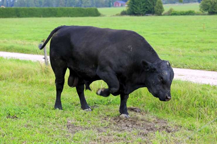 Panika v Slavoniji: prestrašeni bik pobegnil iz klavnice, strašil ljudi v središču mesta in se nato zatekel v gozd