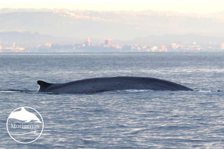 Velikanska kita pred slovensko obalo (VIDEO)