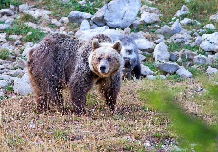 Človeška neumnost: zaradi medvedke z mladičem pri Pivki ustavljali vozila in jo fotografirali