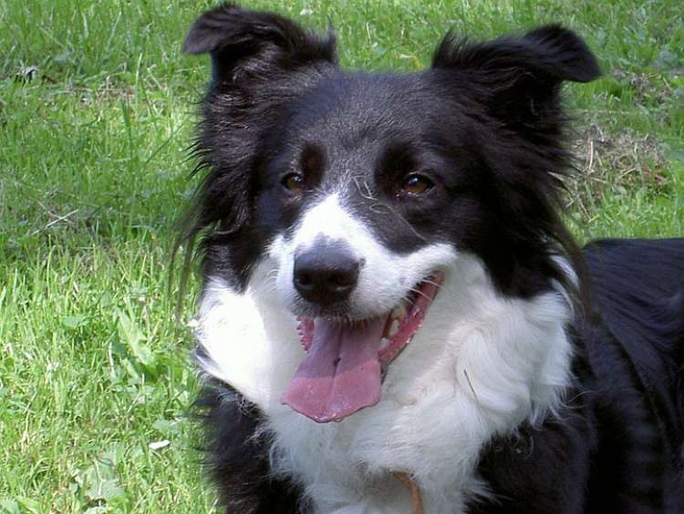 border collie.jpg