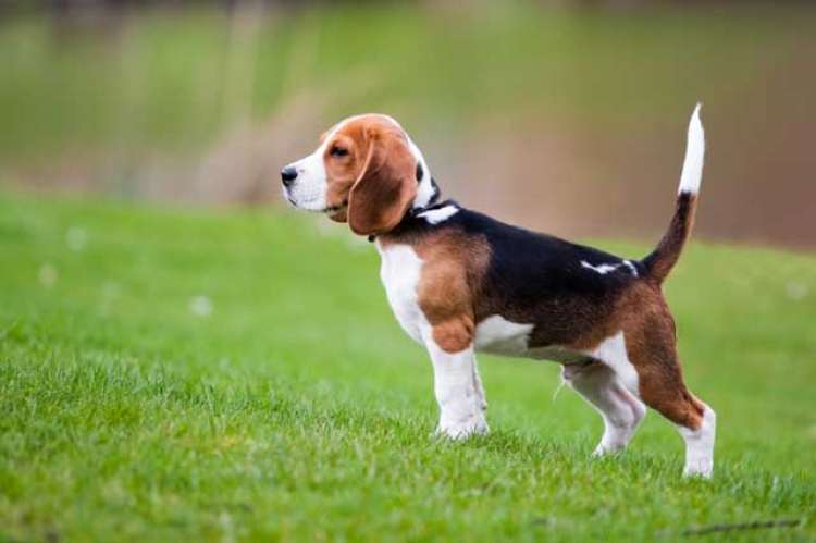 beagle-pes_re_17.11.14.jpg