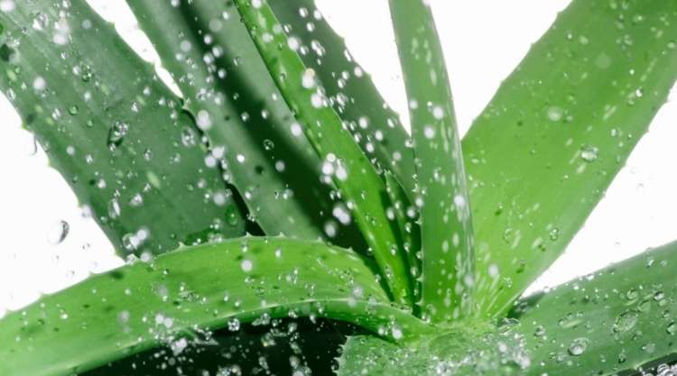 aloe vera.jpg