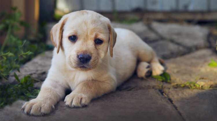 labradorec