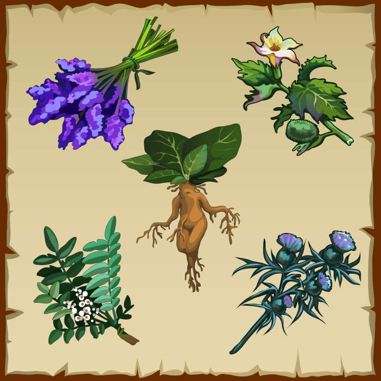 mandragora