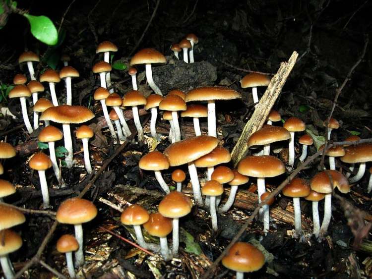 Psilocybe, psilocibinske gobe, gobice