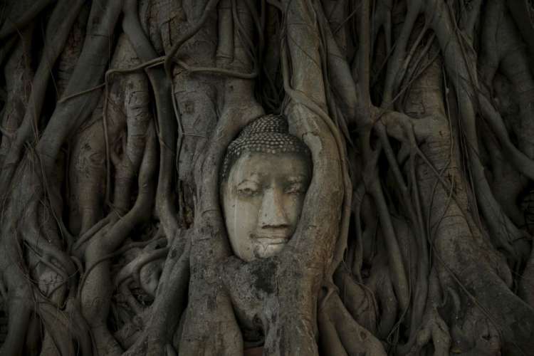 buda, drevo, glava, ajutaja, ayutthaya