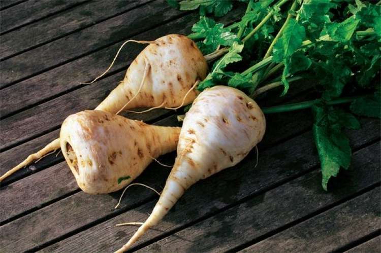 pastinak