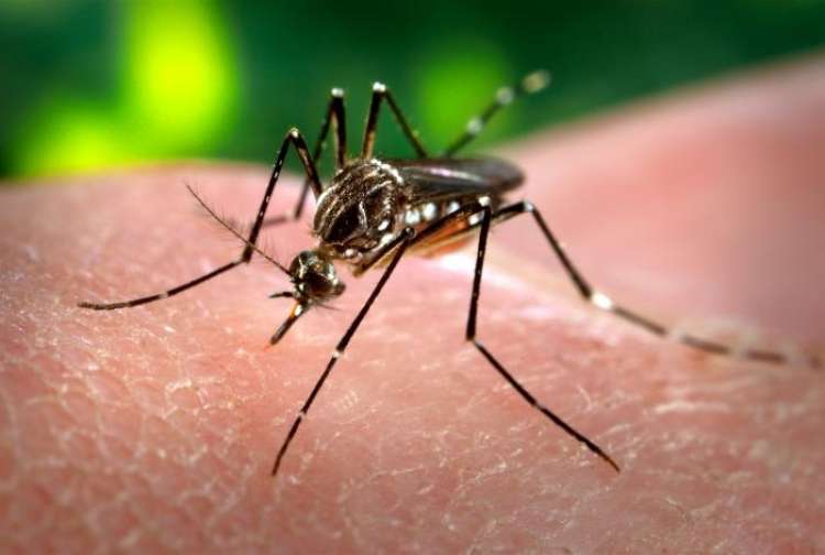 Aedes aegypti komar