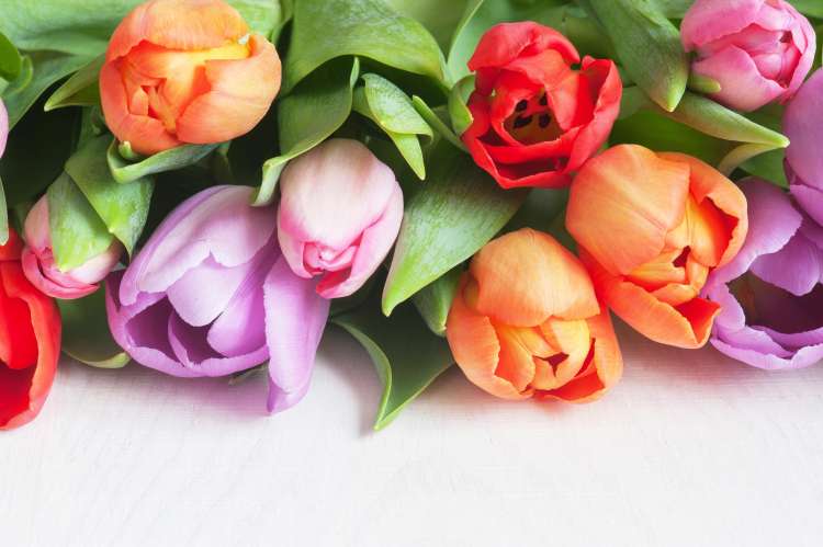 tulipani