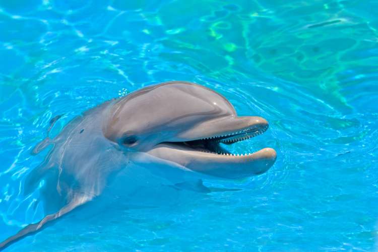 delfin