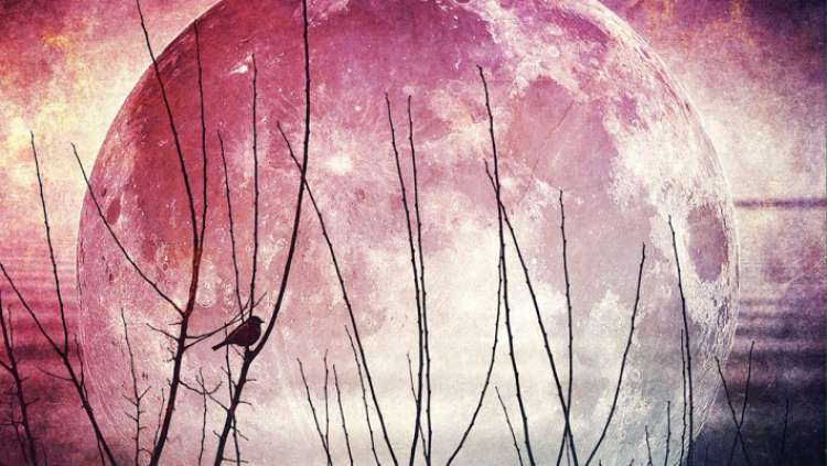 polna luna