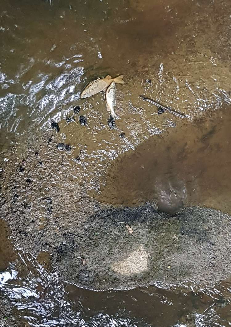 Kemična tovarna Kemis, potok, onesnaženje