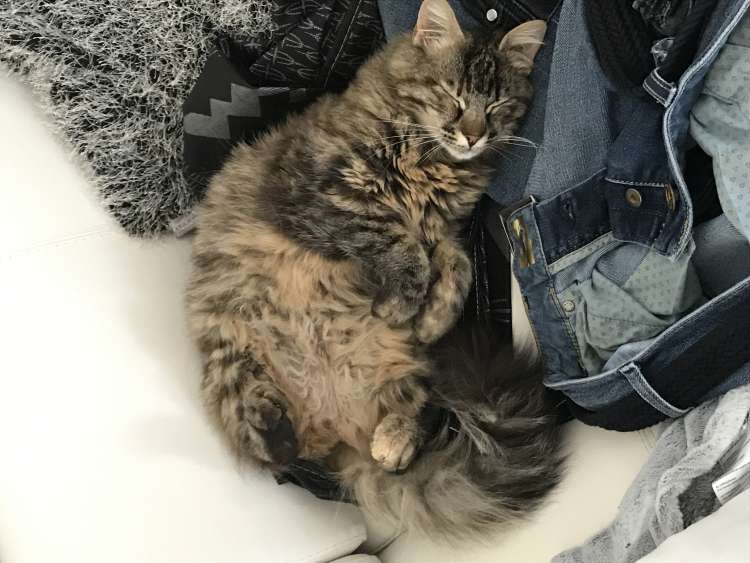 Meggie 3