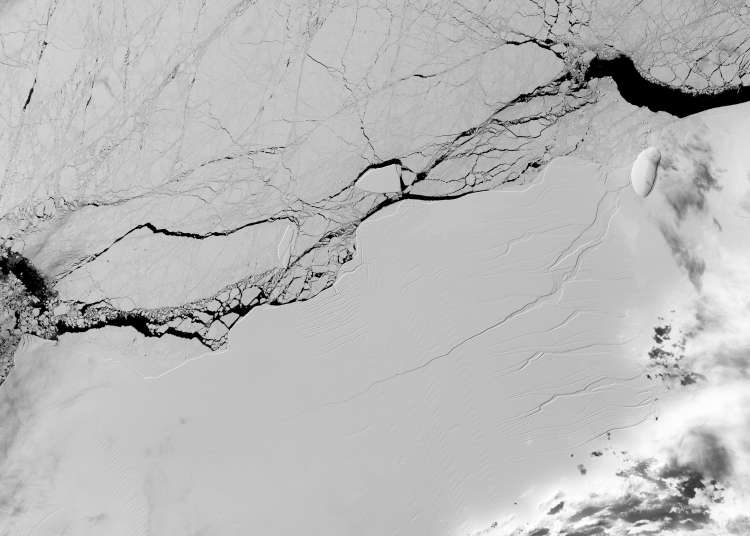 Larsen C