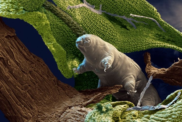 pocasniki, tardigardi