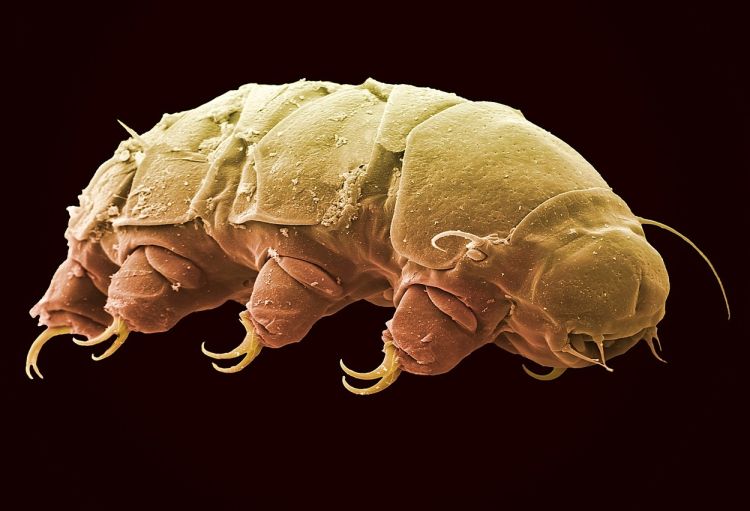 pocasniki, tardigardi