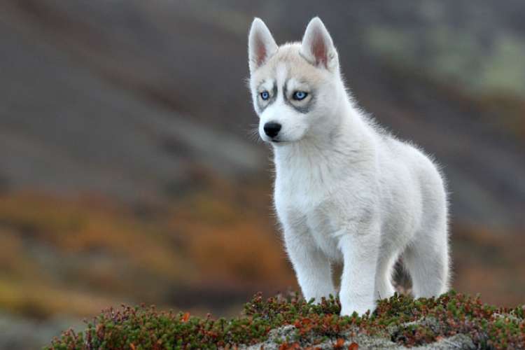 husky.jpg