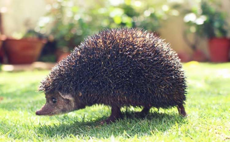 Ježki pogosto obiščejo okolice hiš.