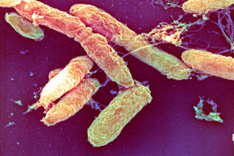 Virus kuge