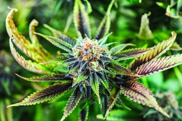 marihuana1.jpg