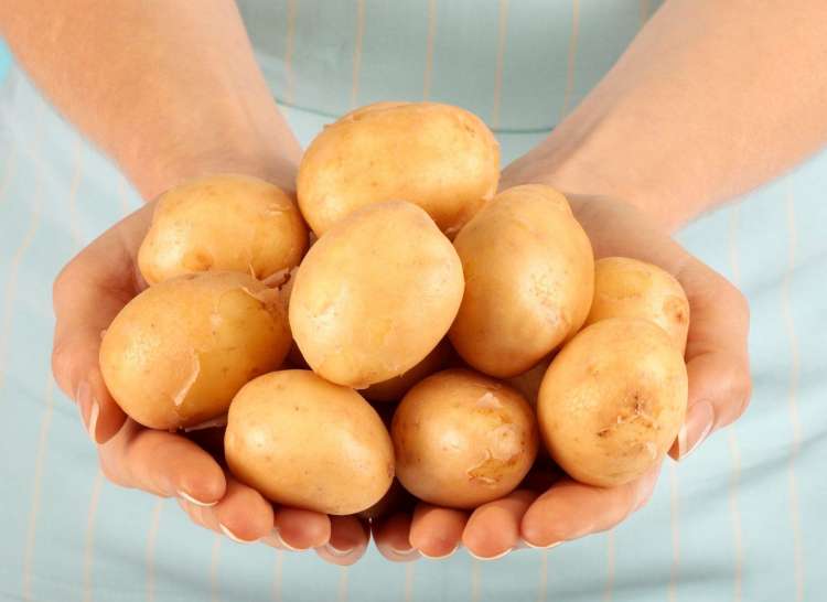 krompir v dlaneh