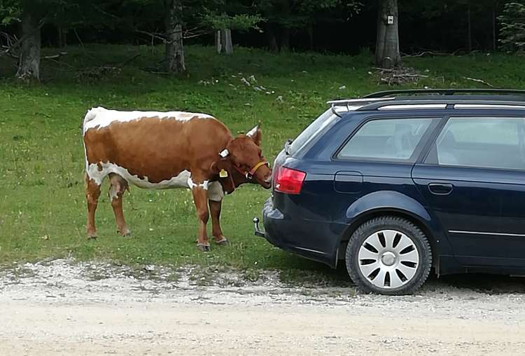 kravica