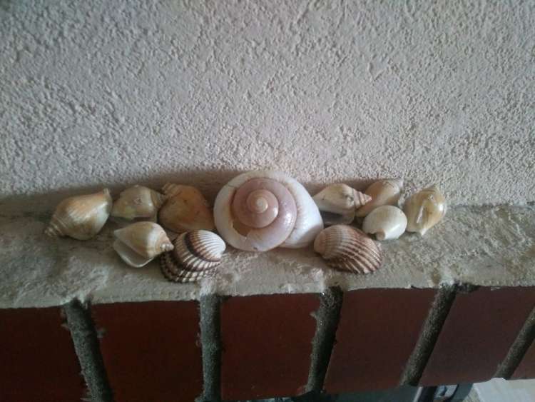 školjke.jpg