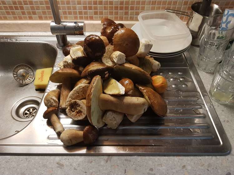 gobe, jurčki