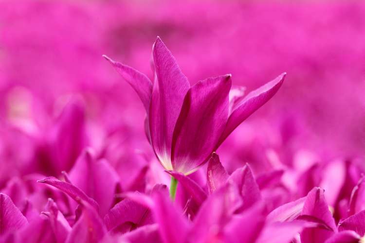 14 magenta
