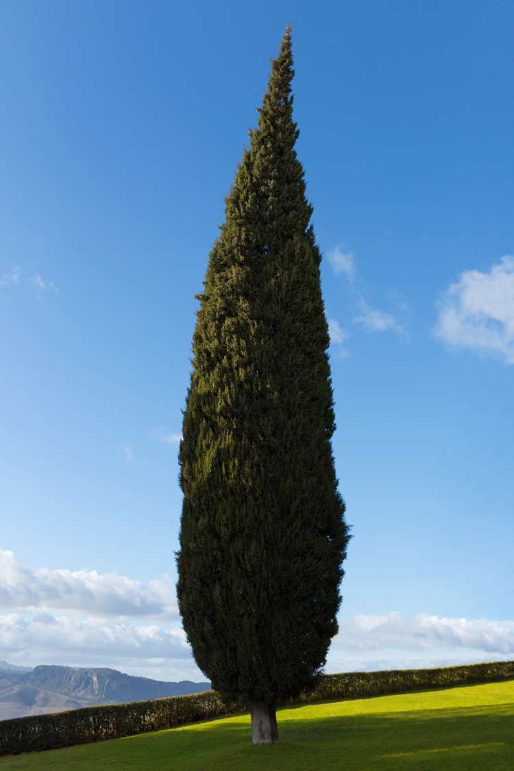cipresa