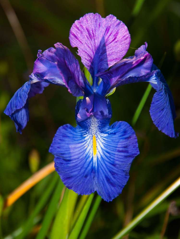 iris