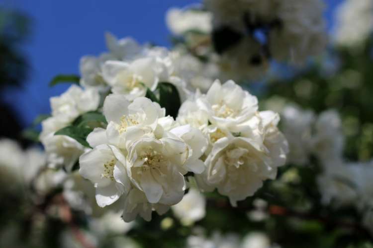 jasmin