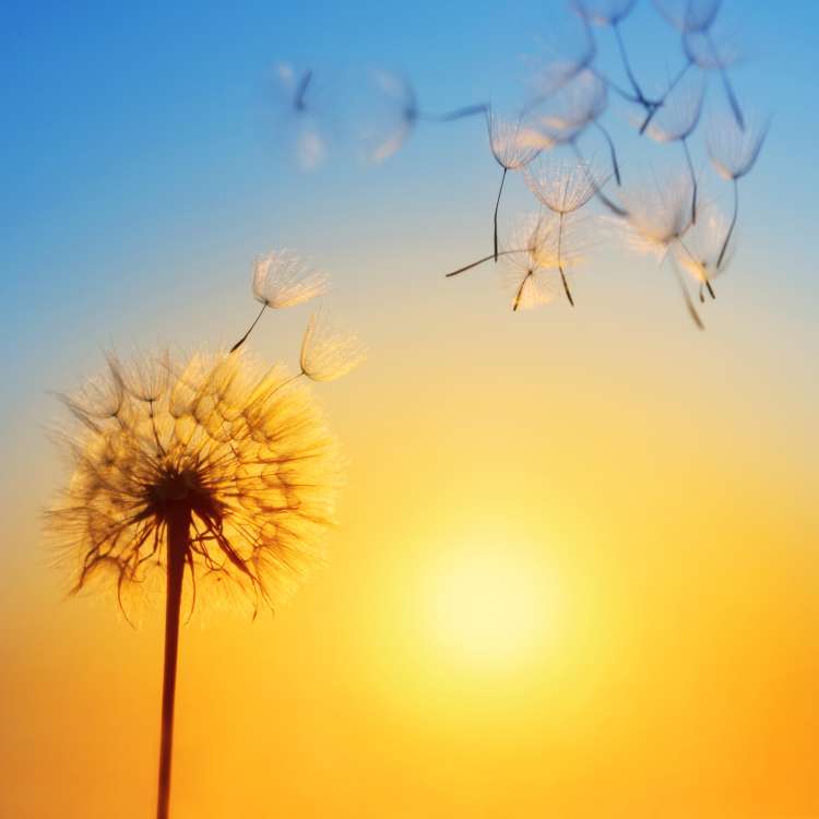 sonce