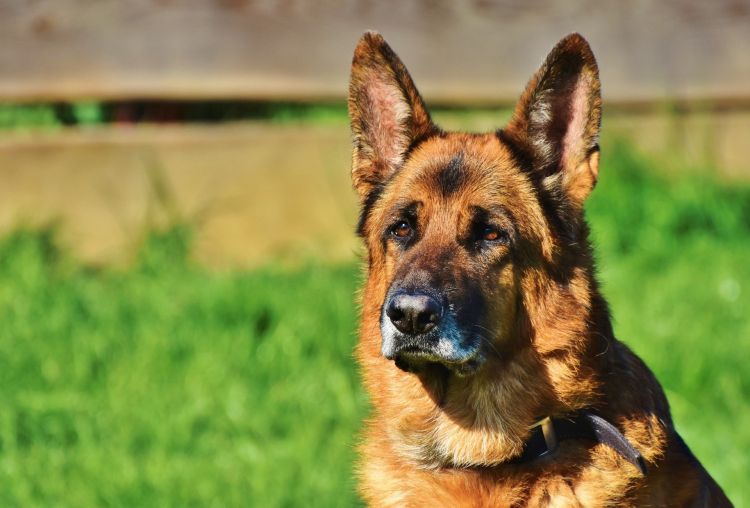 schafer-dog-3835118_1920